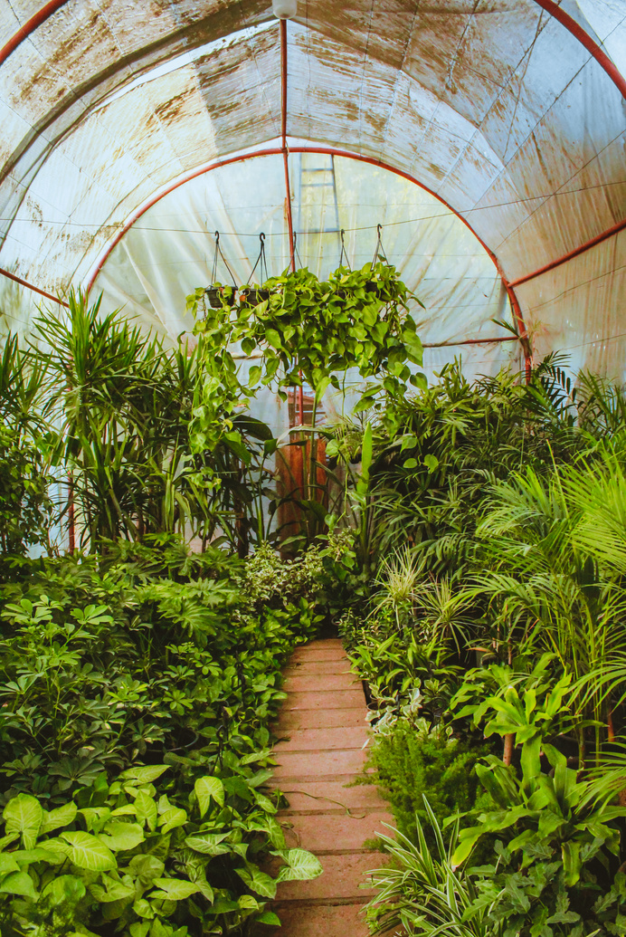 Green Plants Inside Greenhouse